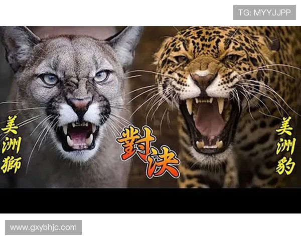 美洲狮与天鹅的奇妙对决：自然界中的力量与优雅之争